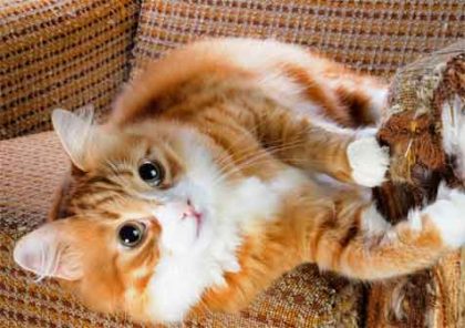 mascota-en-el-hogar-gatos